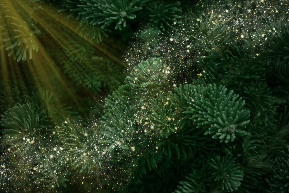 Festive Gift Collection 2025